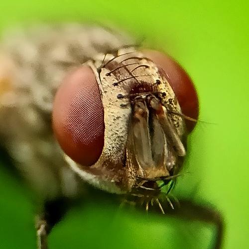 Eyes of House Fly