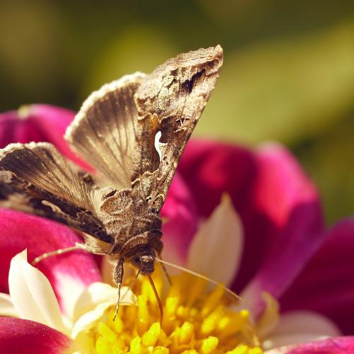 Photo #4957004