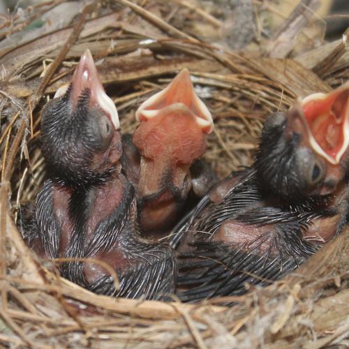 Photo #4957665