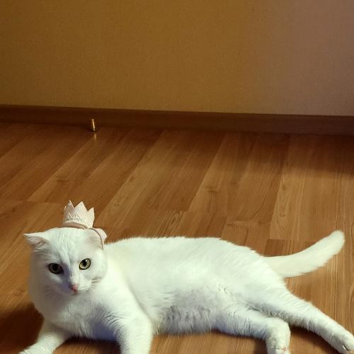 Photo #4958100
