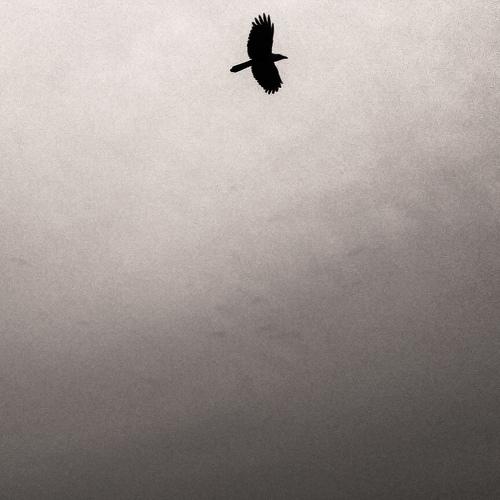 Photo #4958266