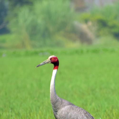 Photo #4958934