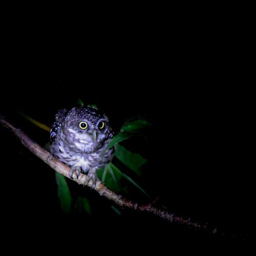 Owl