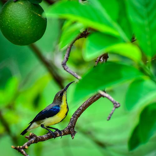 Sunbird