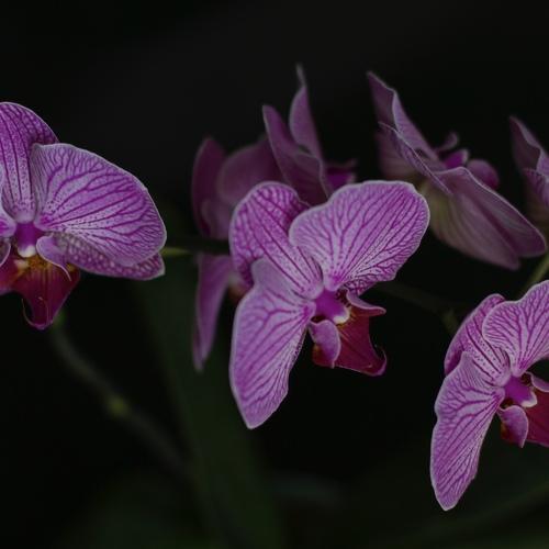 Бабочки (Butterflies)