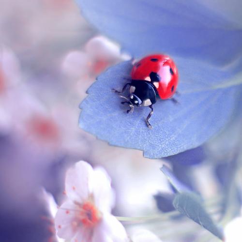 Photo #4961045
