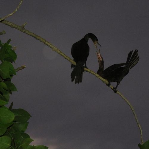 Photo #4961595