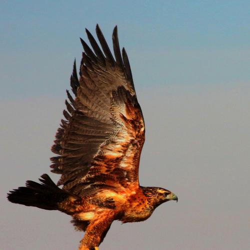 Aguila mora juvenil volando