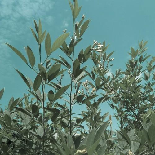 Photo #4961744