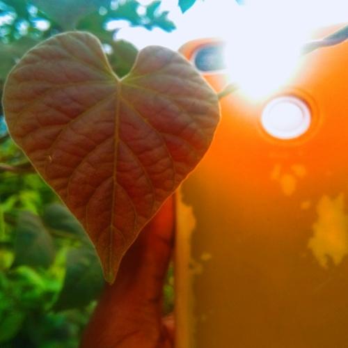 Photo #4961760