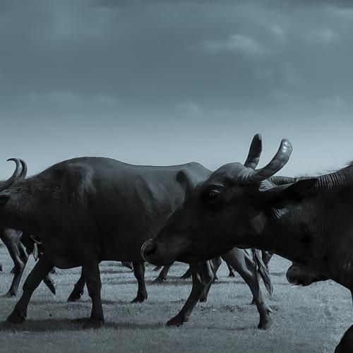 Bisons rush