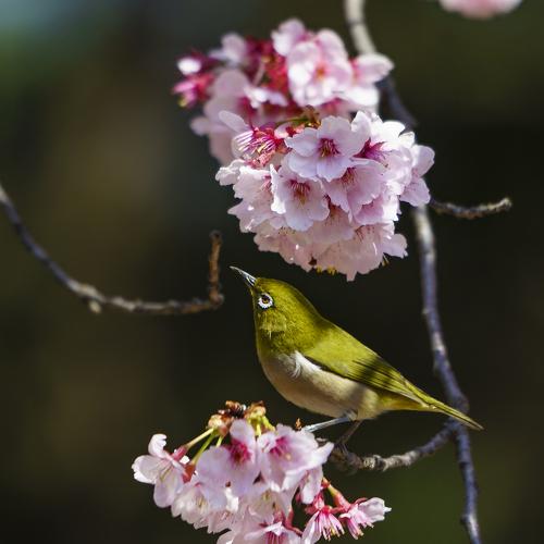 Photo #4962171