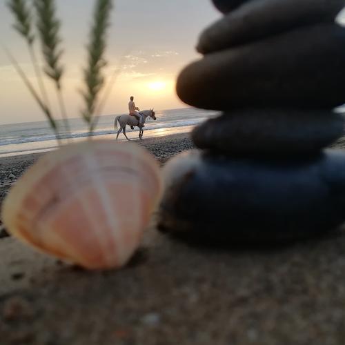 horses