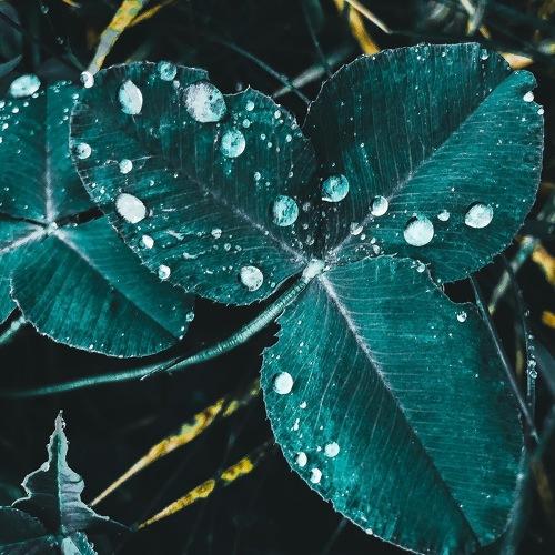Photo #4963088