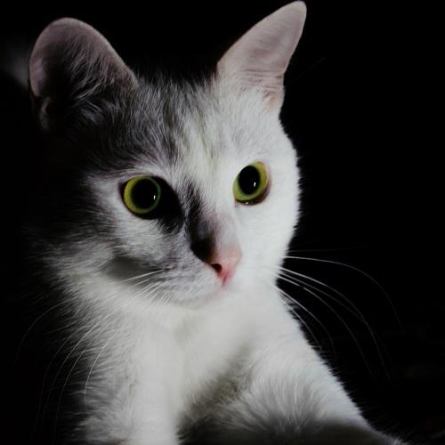 Photo #4964303