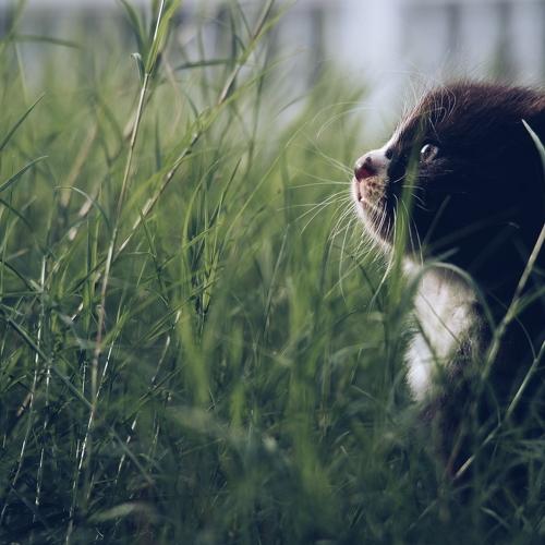 A Cat Hope