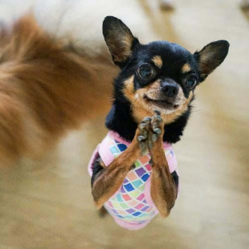 Photo #4966200