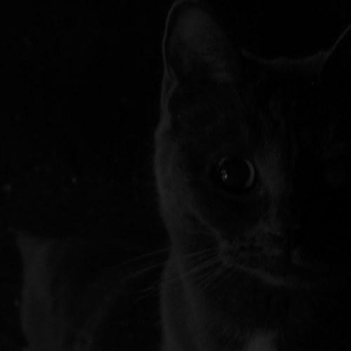 Photo #4966400