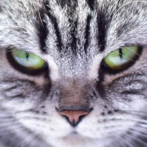 If look could kill