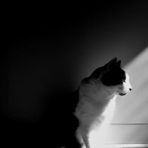 Photo #4966670