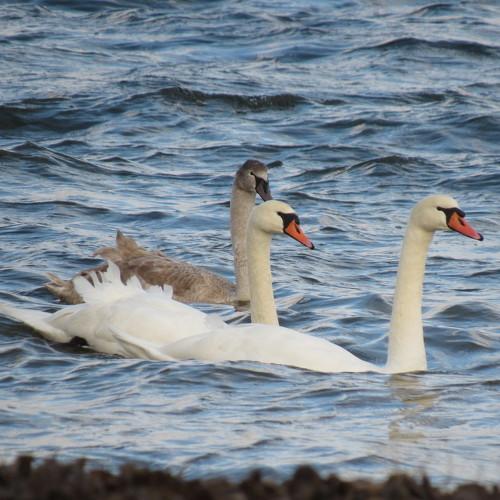 Photo #4967047