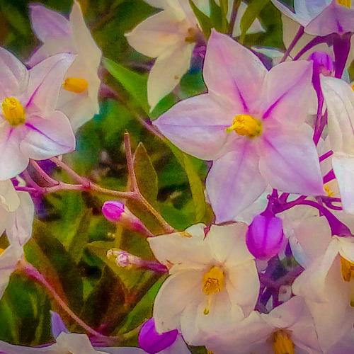 SOLANUM JASMINOIDES
