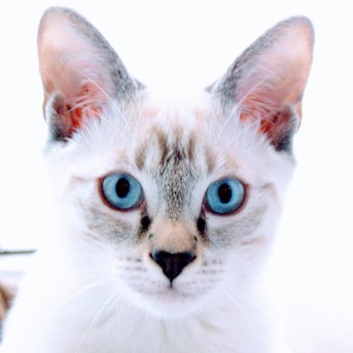 Photo #4967673