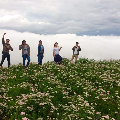 Sea of Clouds and Flowers