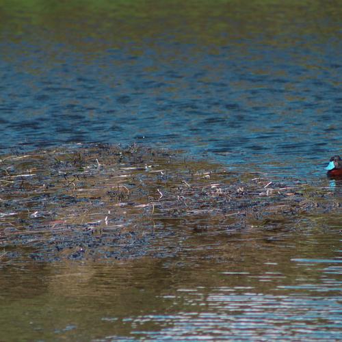 Photo #4968045