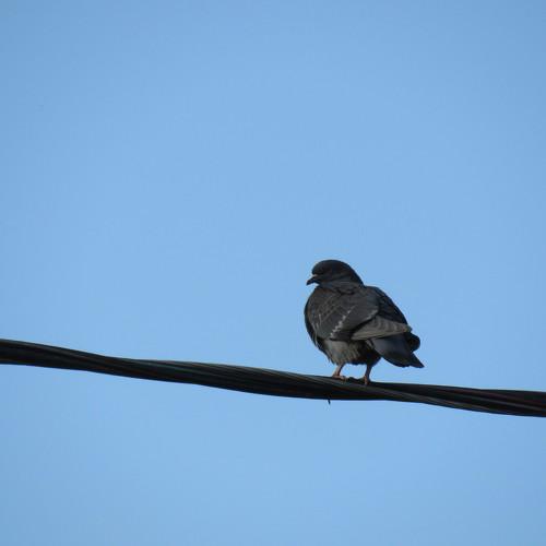 Photo #4968338