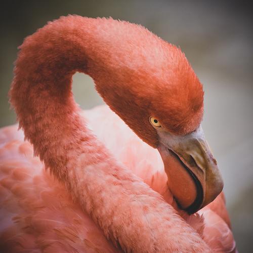 Phoenicopterus roseus