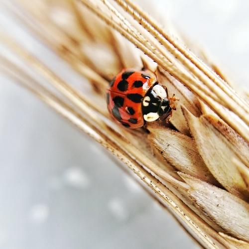 Photo #4968609