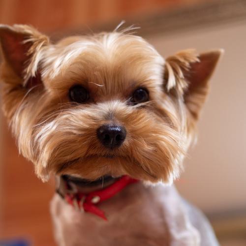 Photo #4968901