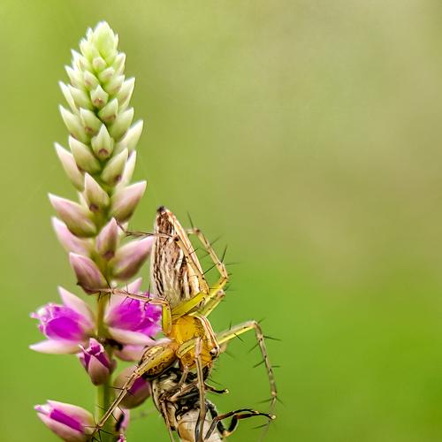 Mobile Macro