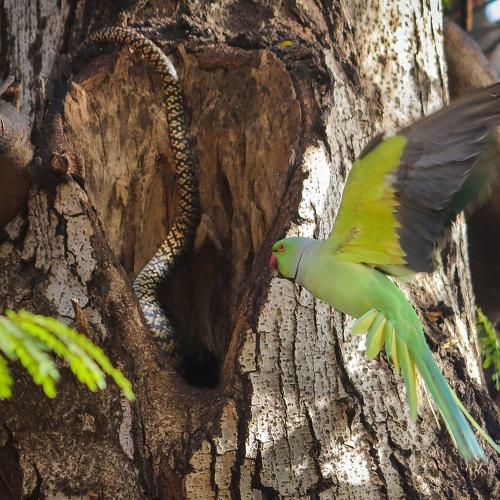 Rat snake entering parakeet's nest