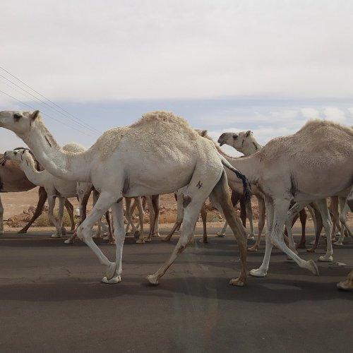 White Camels