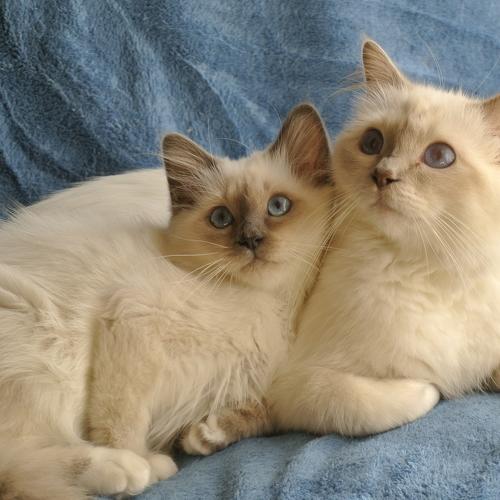 Photo #4970111