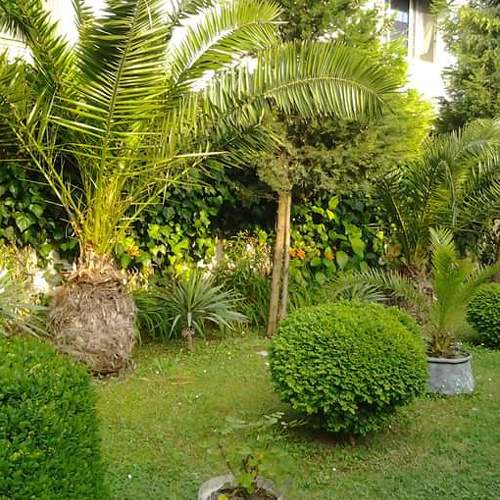 House Garden