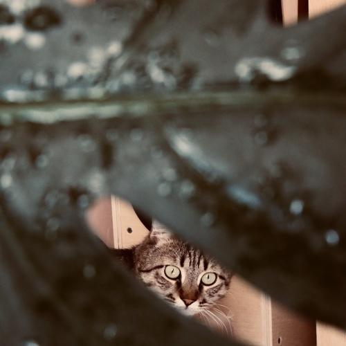 peeped