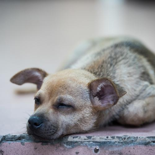 Photo #4970539
