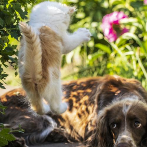 Photo #4971363