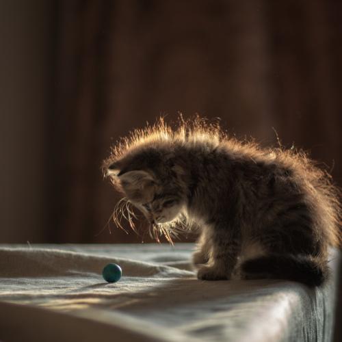 Photo #4971430