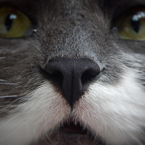 Photo #4972628
