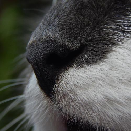 Photo #4972629