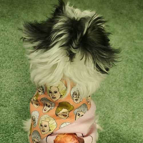 Photo #4972776