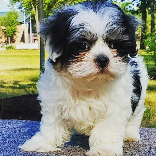 Photo #4972777
