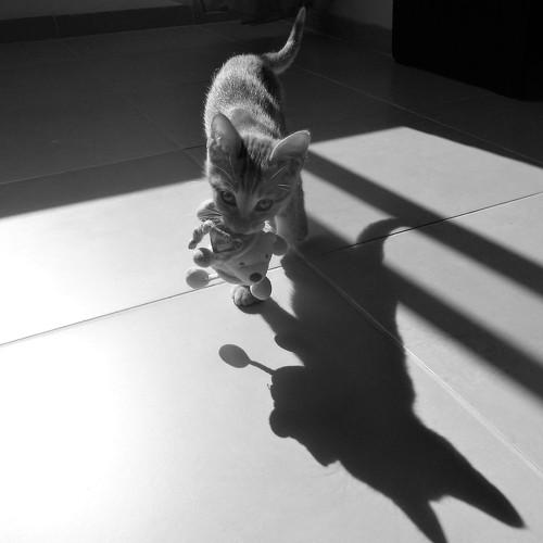 Photo #4974019
