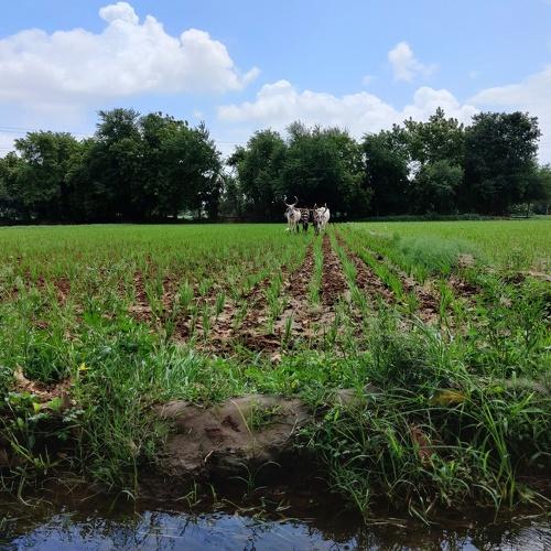 Farming