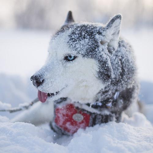 Суровый взгляд