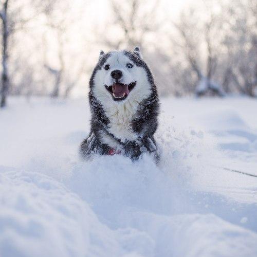 «Снежная радость»
